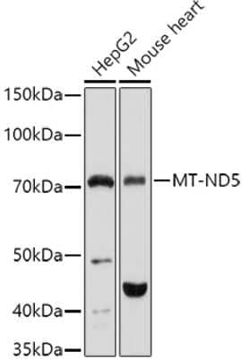 Western Blot: MT-ND5 AntibodyAzide and BSA Free [NBP3-05604]